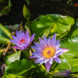 意中园内盛开的紫蓝色莲花（延药睡莲）。